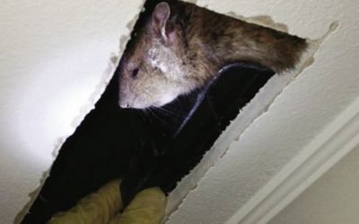 Will Spray Foam Insulation Keep Mice Out of Your Home in Plymouth?